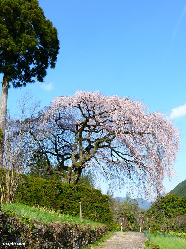 シダレ桜咲く。