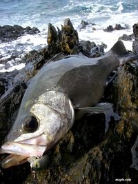 2010 初ヒラ