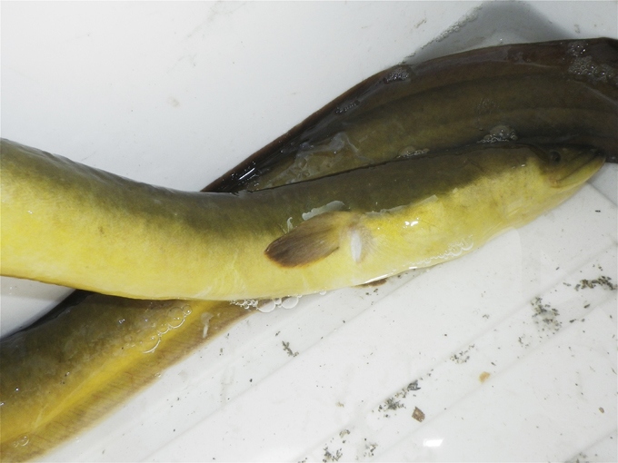 鮎漁とウナギ釣り。