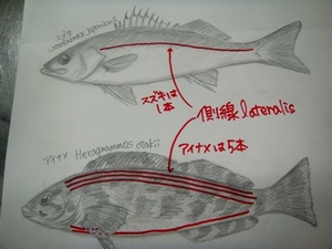 study of fishes 2限目　Channel＝ai