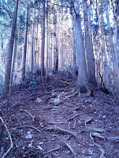 陣馬山~景信山~高尾山