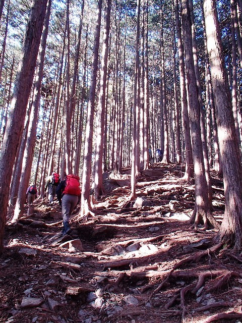 陣馬山~景信山~高尾山