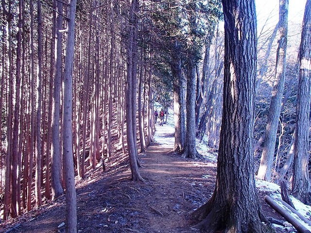 陣馬山~景信山~高尾山