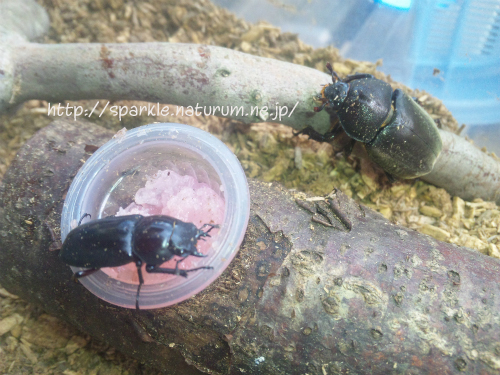 カブト狩りキャンプ~前森高原キャンプ場~【後編】