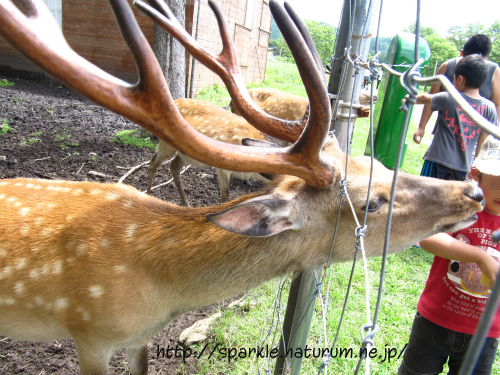カブト狩りキャンプ~前森高原キャンプ場~【後編】