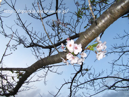 花より団子