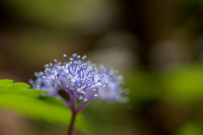山道で見つけた花