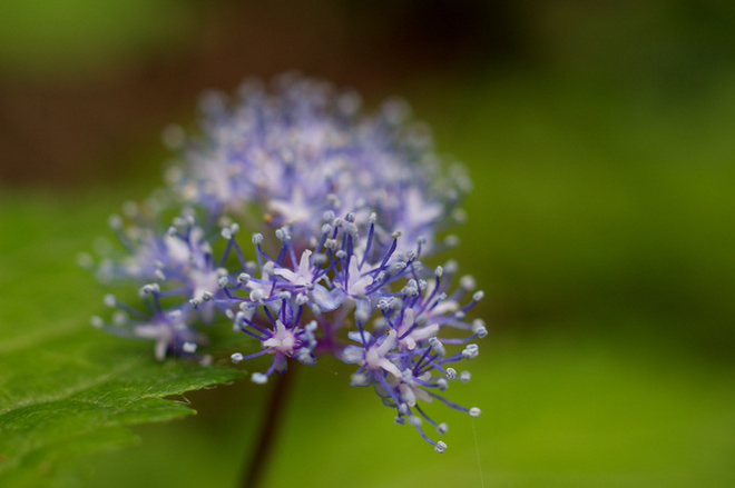 山道で見つけた花