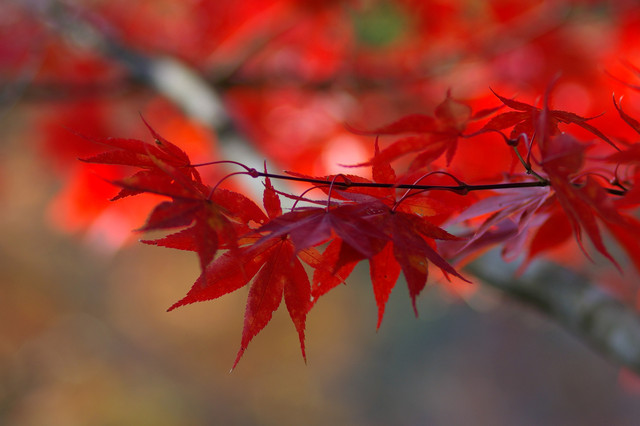近くの山の紅葉 その3