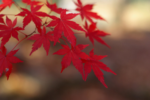 近くの山の紅葉 その3