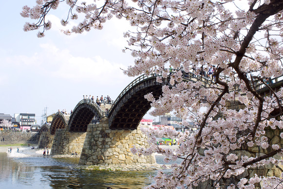 錦帯橋と桜