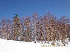 夜叉神峠から南御室小屋まで