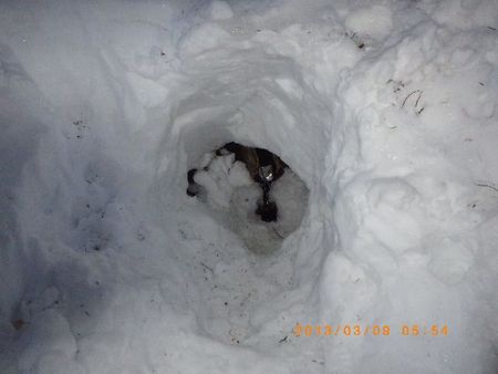 夜叉神峠から南御室小屋まで
