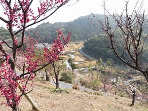 かくれんぼ大会 in 冠梅園(詳報)