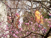 かくれんぼ大会 in 冠梅園(詳報)