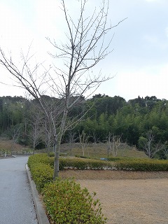 冠山総合公園オートキャンプ場