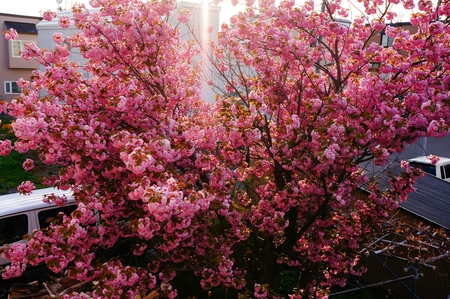 5月８日と９日の桜