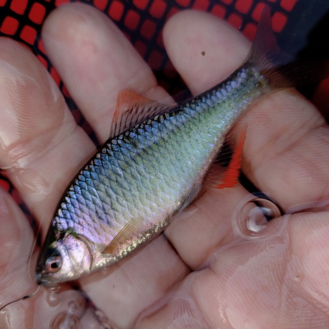 にわかタナゴ釣り師 にわかタナゴ釣り師