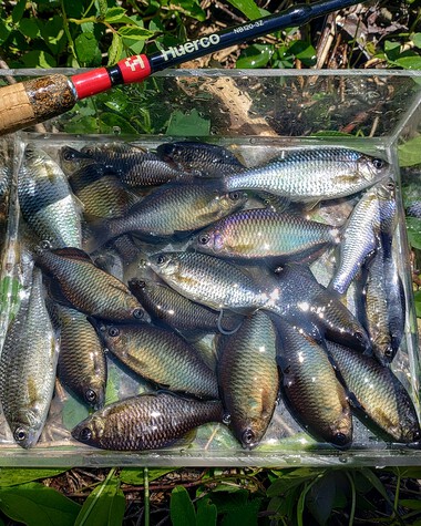 にわかタナゴ釣り師 にわかタナゴ釣り師