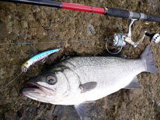 最高の釣り納め(南紀ヒラスズキ釣行)