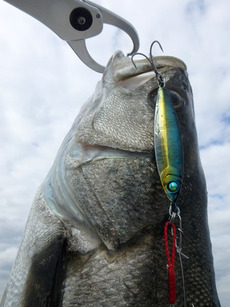 辛うじて1本獲るものの(2020 瀬戸内デイシーバス 6回戦)