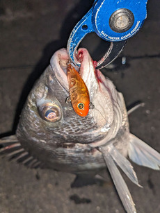 バチ抜け釣果まとめ