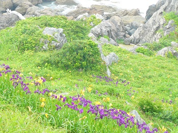 種差海岸 ノハナショウブ 種差海岸 ノハナショウブ