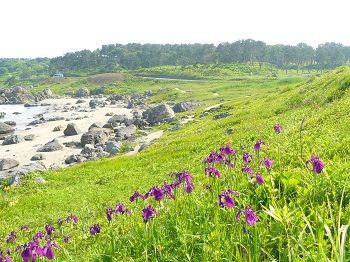 ノハナショウブ 種差海岸 ノハナショウブ 種差海岸