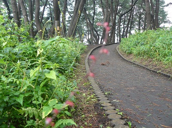 ミズヒキ ミズヒキ