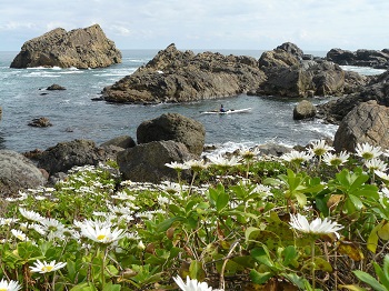 種差海岸 ハマギク 種差海岸 ハマギク