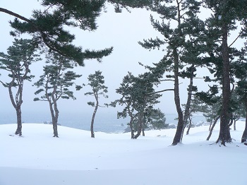 芝生地 雪 芝生地 雪