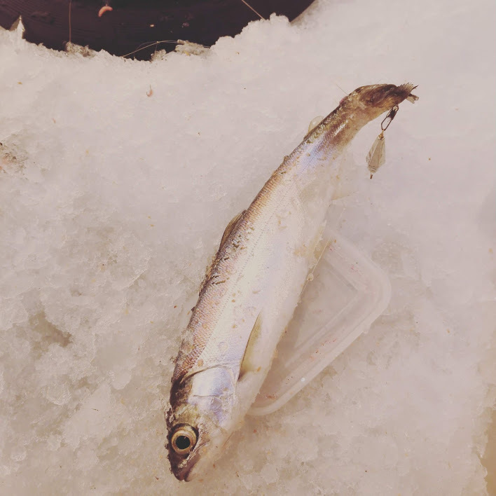 岩洞湖!ほんとあざまる水産よいちょまる! 岩洞湖!ほんとあざまる水産よいちょまる!