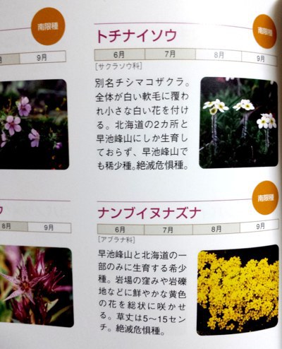 気品ある花 ハヤチネウスユキソウだよ 1 気品ある花 ハヤチネウスユキソウだよ 1