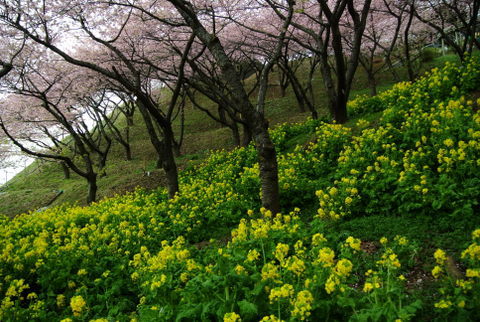 大野山～松田・桜祭り
