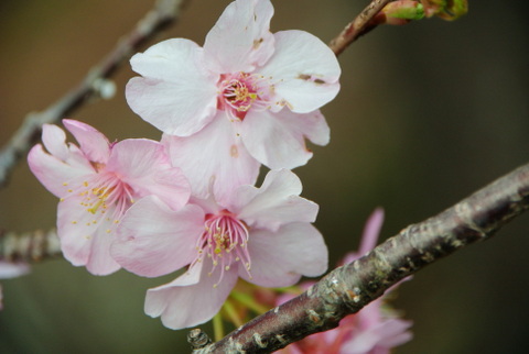 大野山～松田・桜祭り