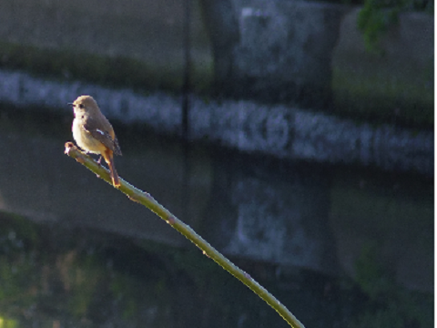 近所で鳥探し 近所で鳥探し