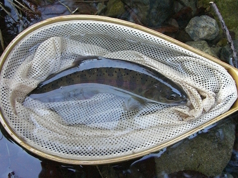 2回目の「沈」 2回目の「沈」