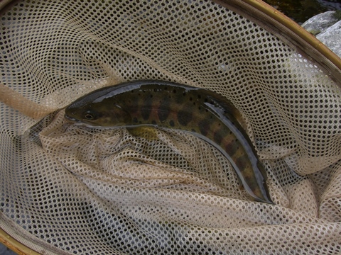 2回目の「沈」 2回目の「沈」
