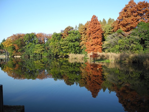 紅葉も終わり 紅葉も終わり