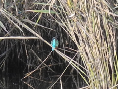 近所で鳥探し 近所で鳥探し
