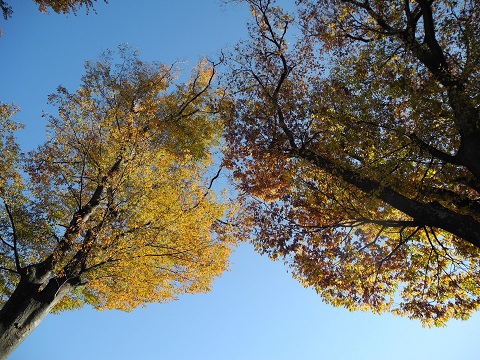 紅葉も終わり 紅葉も終わり