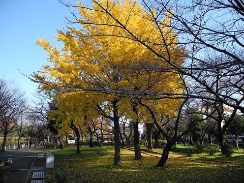 紅葉も終わり 紅葉も終わり