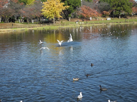 紅葉も終わり 紅葉も終わり