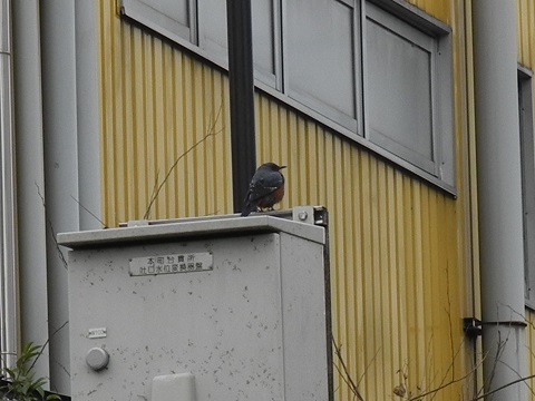近所で鳥探し 近所で鳥探し