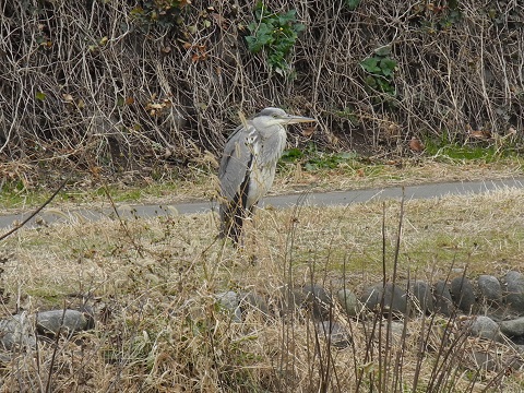 近所で鳥探し 近所で鳥探し
