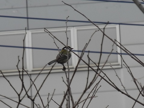 近所で鳥探し 近所で鳥探し