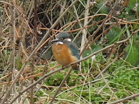 近所で鳥探し② 近所で鳥探し②