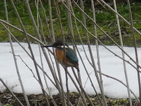 近所で鳥探し② 近所で鳥探し②