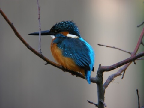 カワセミ カワセミ