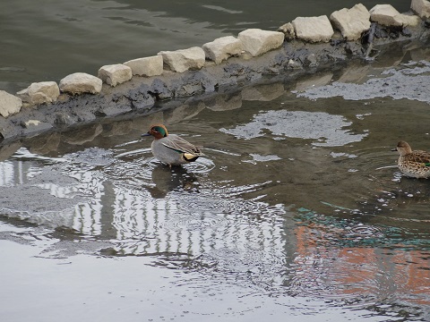 近所で鳥探し 近所で鳥探し